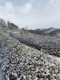 Ning Hills Tea