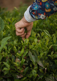 Ning Hills Tea